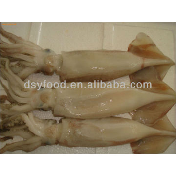 W / R Frozen Illex Squid